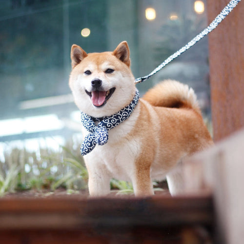 Japanese Universal Dog Collar